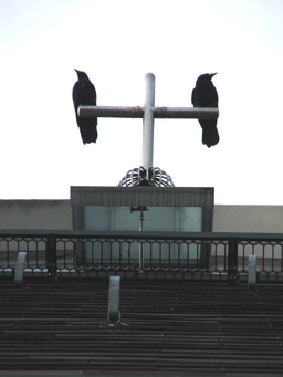 Crows