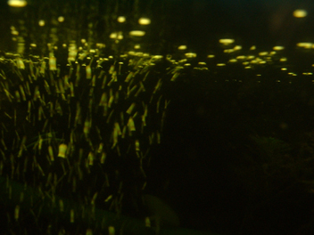 Little Lights