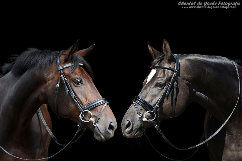 Paard 031