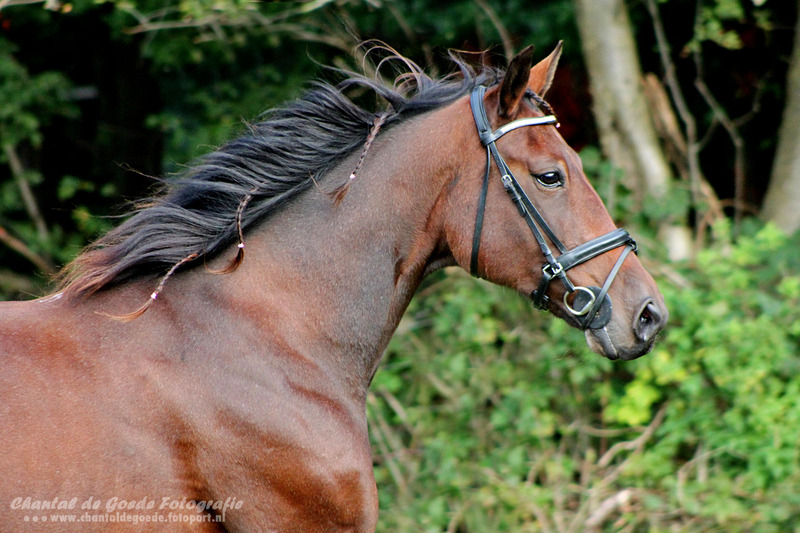 Paard 034