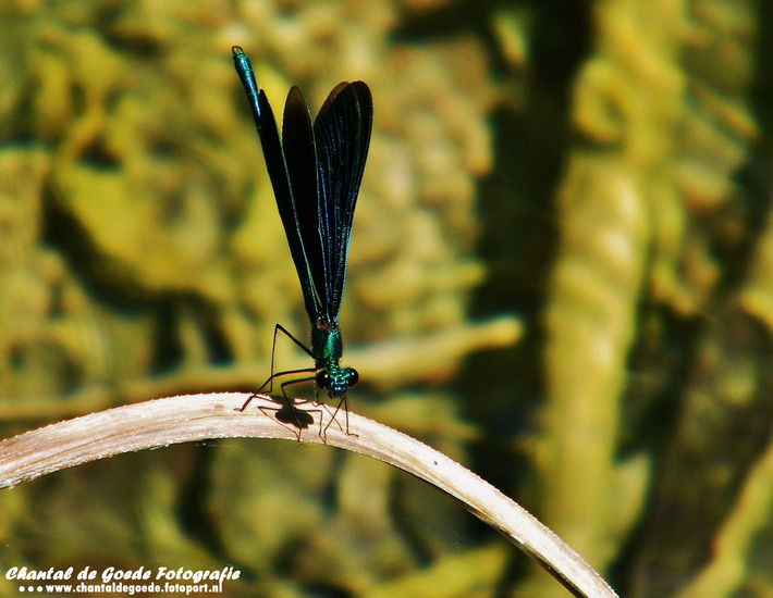 Natuur en Cultuur 003