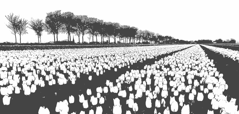 Tulpen in de Beemster