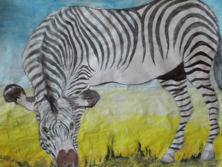 zebra