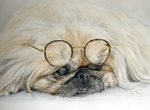 Portretten van mensen en dieren in Aquarel