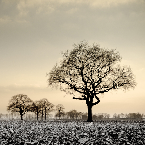 Wals near Gendringen
