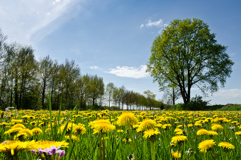 Field full of Dandelion