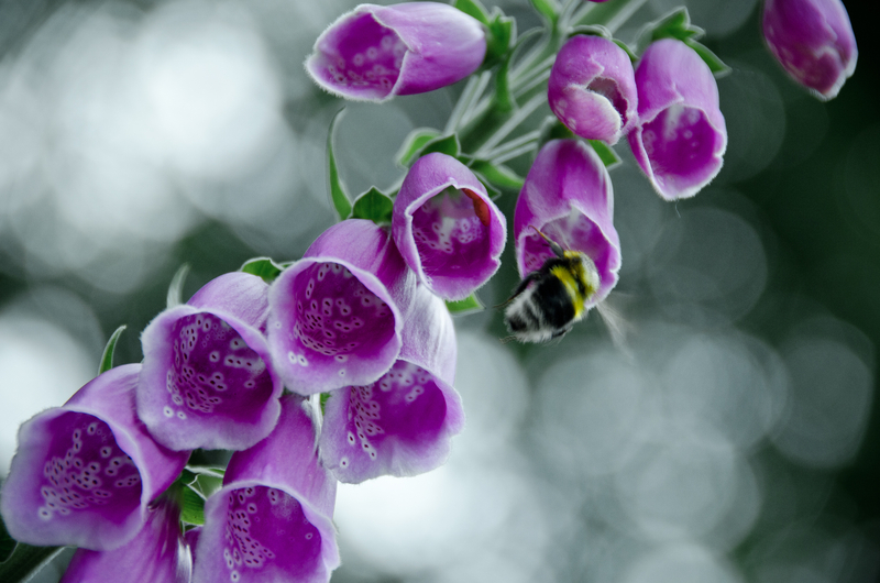 Purple Foxglove