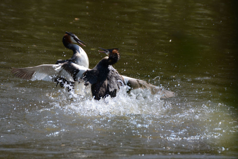Grebes fight