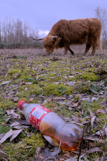 Plastic vs cow