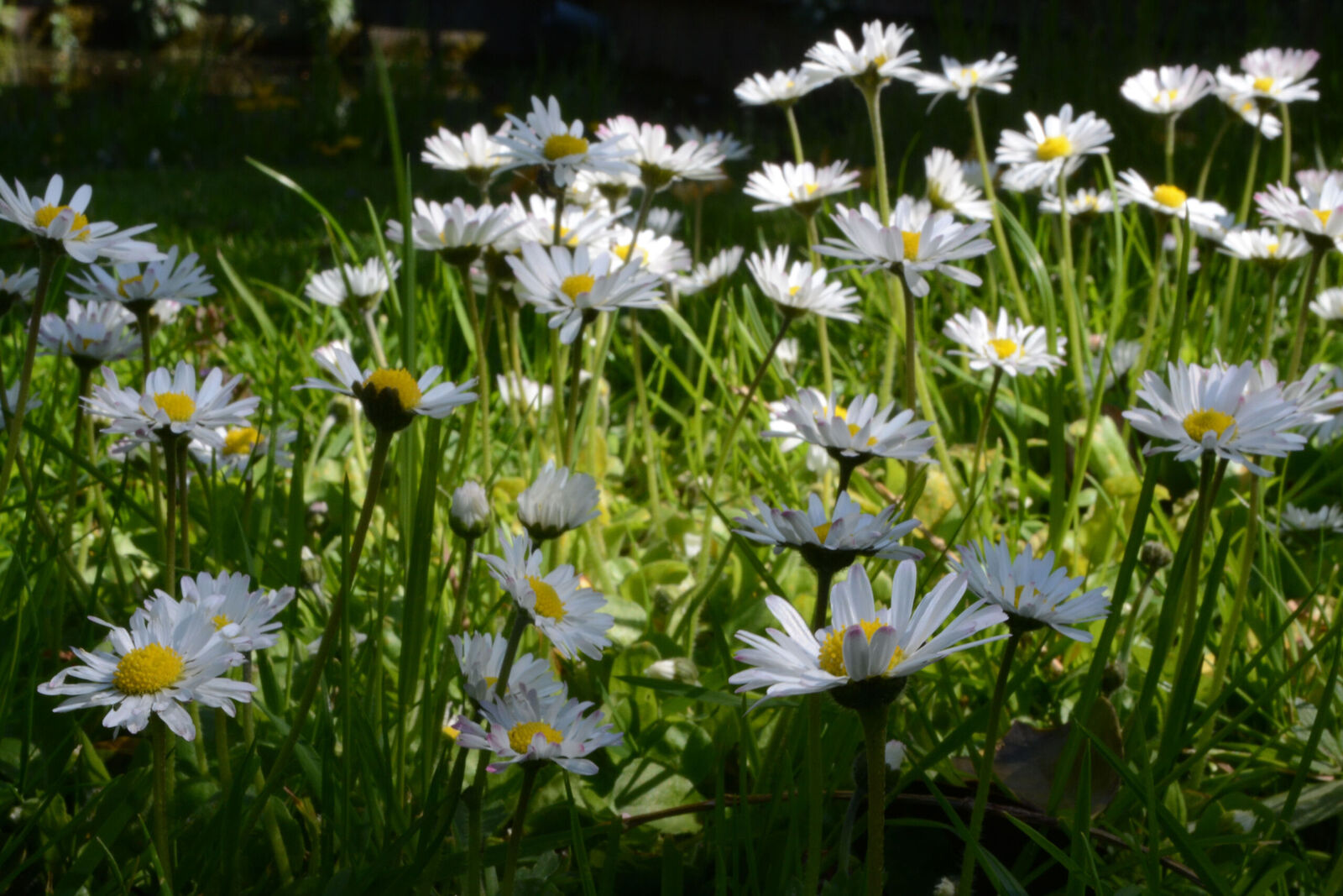 Daisies