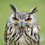 Door de jaren heen heb ik een aantal bijzondere momenten kunnen vastleggen.