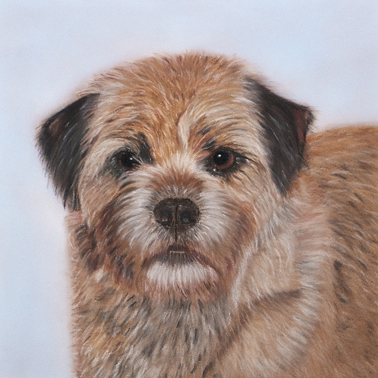 Border terrier