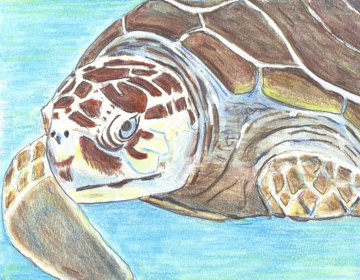 Zeeschildpad