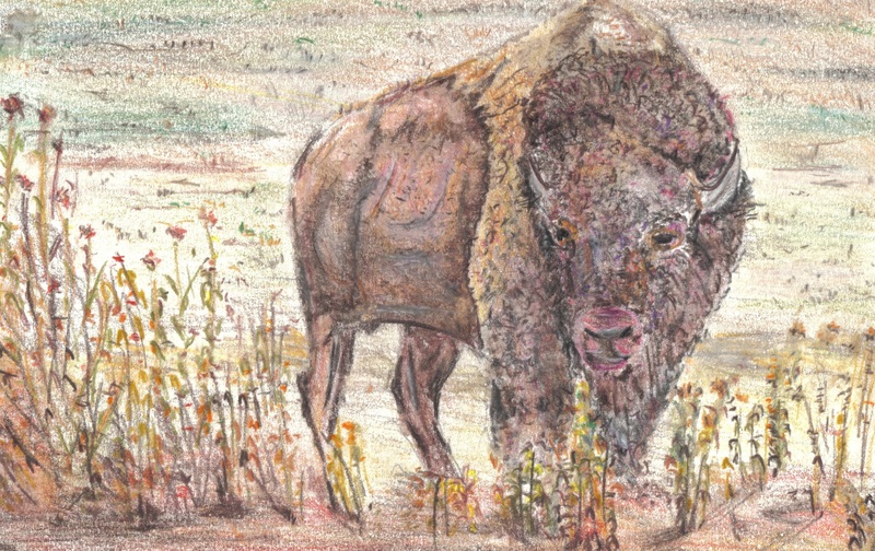 Bison