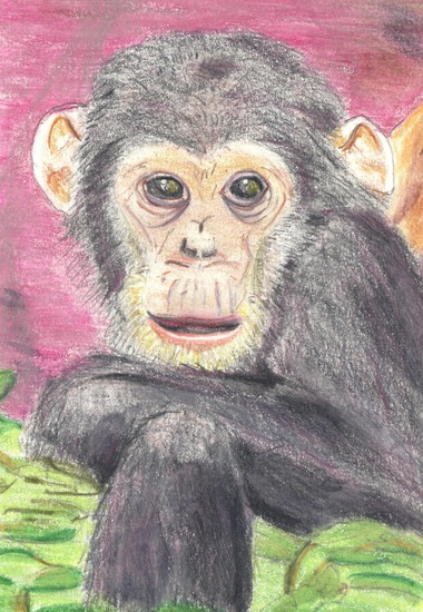 Sweet Chimp