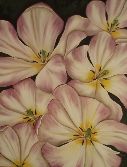 Tulpen paars-wit