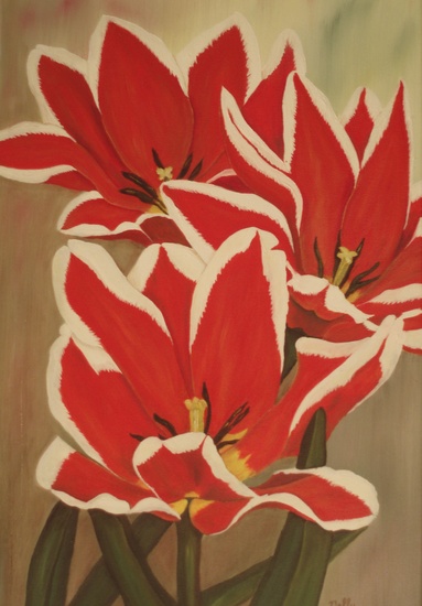 Tulpen rood-wit