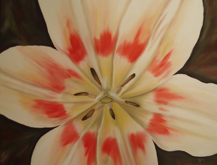 Tulp wit-rood
