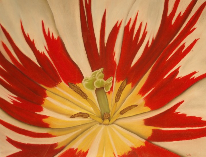 Tulp rood-wit