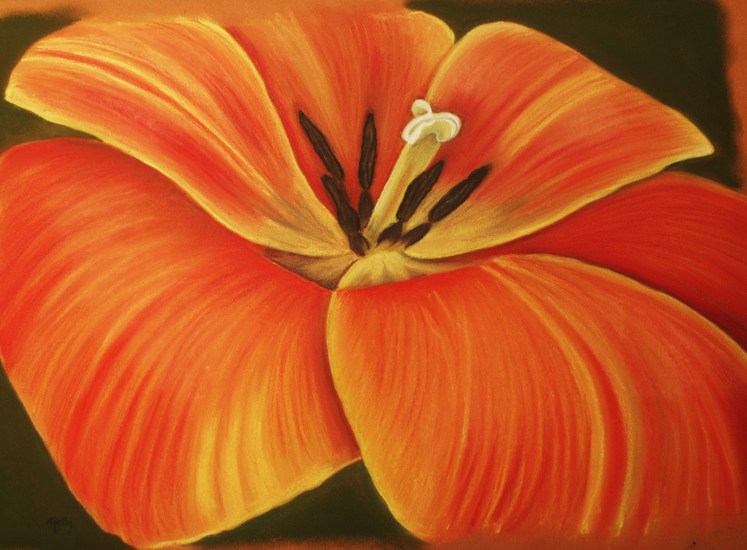 Tulp rood-oranje