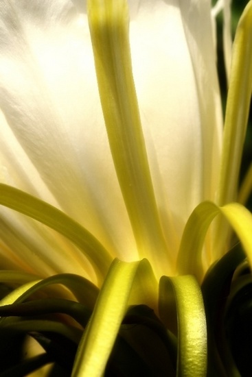 Flowers & Colors 1