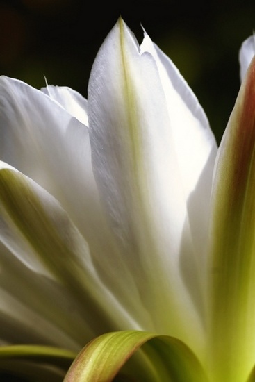 Flowers & Colors 2