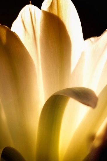 Flowers & Colors 3