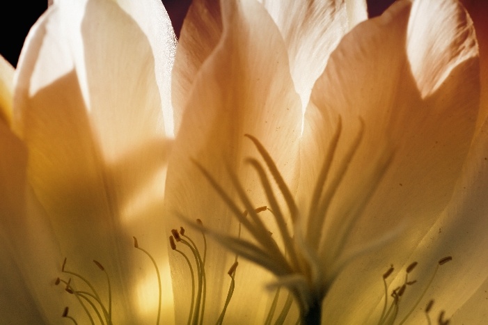 Flowers & Colors 4