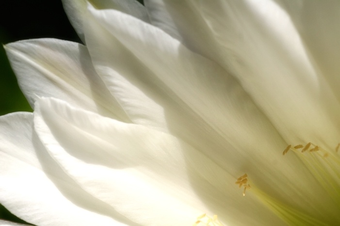Flowers & Colors 6
