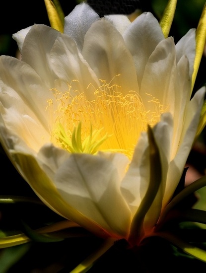 Flowers & Colors 8