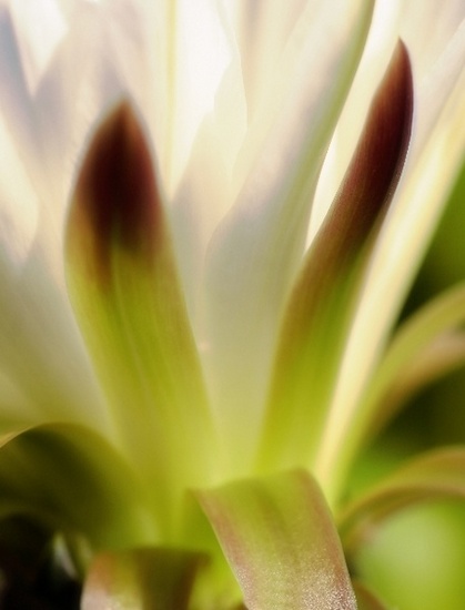 Flowers & Colors 9