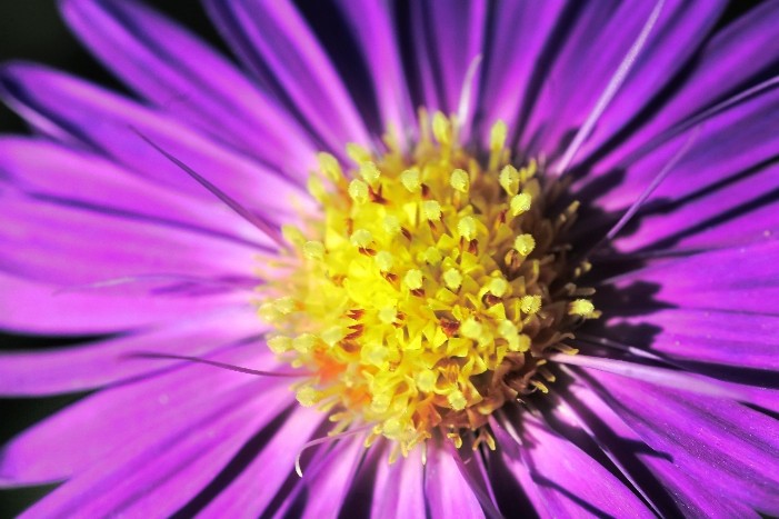 Flowers & Colors 11