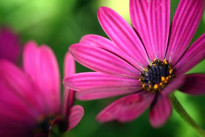 Flowers & Colors 12