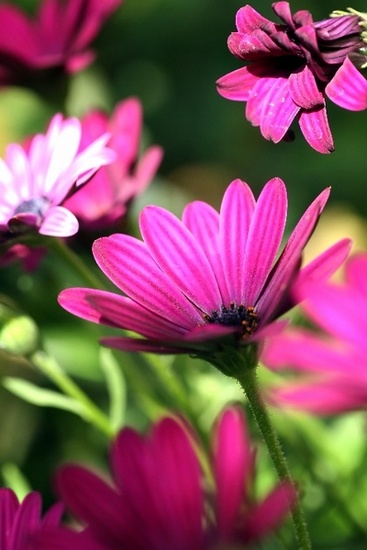 Flowers & Colors 13