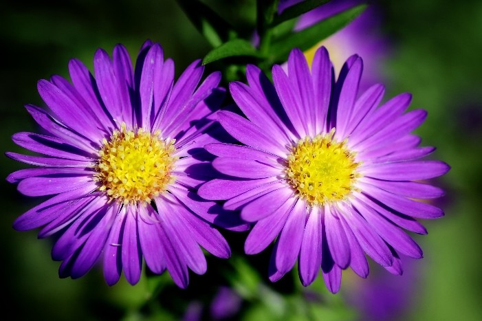 Flowers & Colors 14