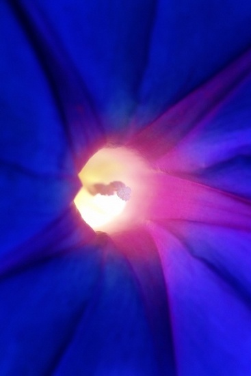 Flowers & Colors 15