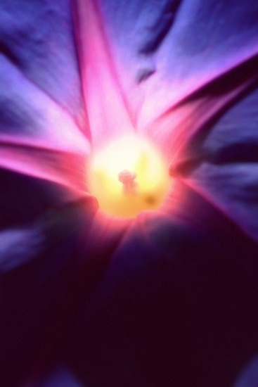 Flowers & Colors 17