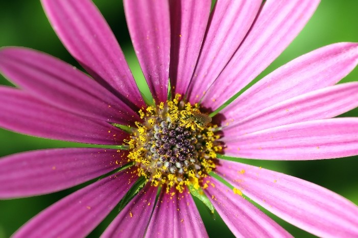 Flowers & Colors 18