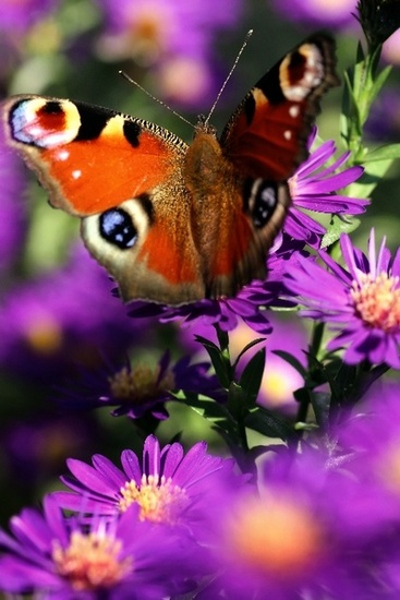 Butterfly 12