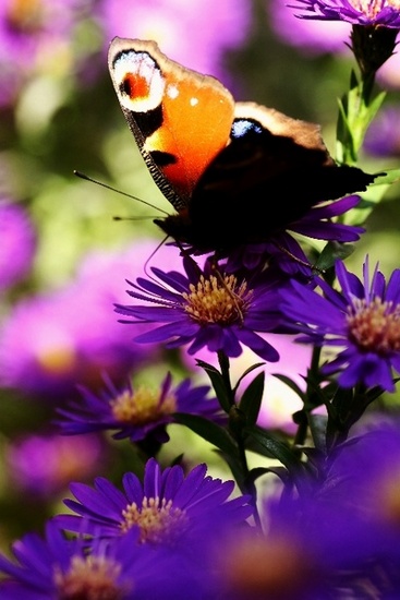 Butterfly 11