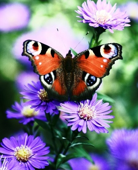 Butterfly 10