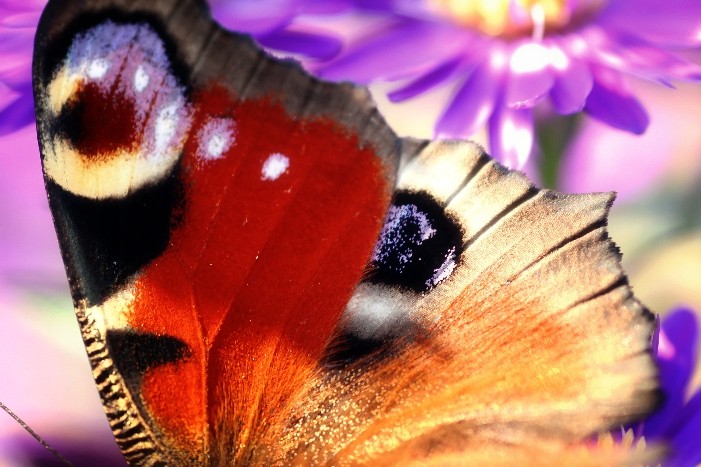 Butterfly 9