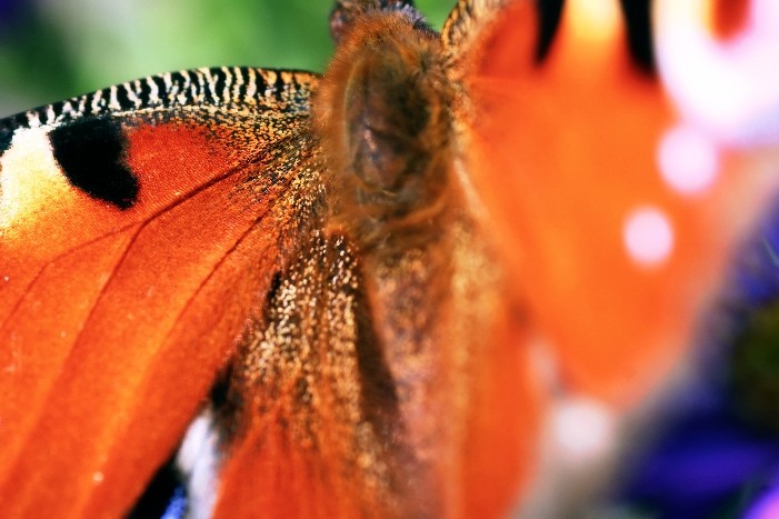 Butterfly 8