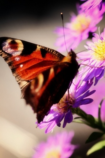 Butterfly 7