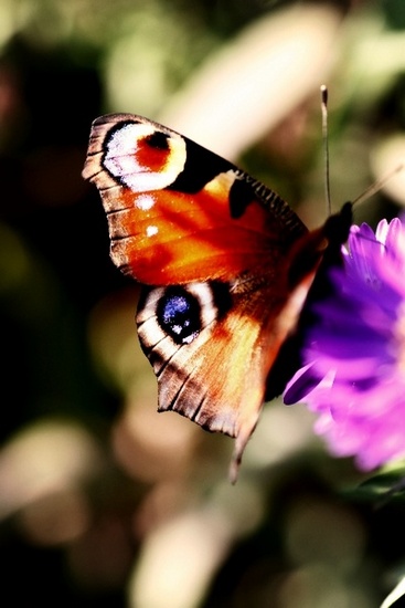 Butterfly 6