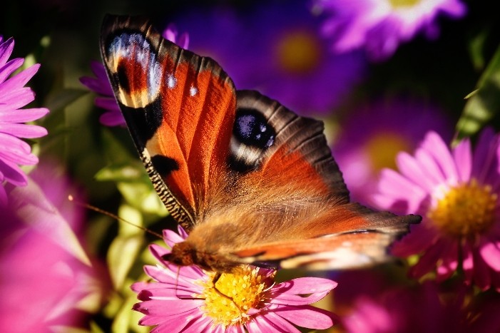 Butterfly 5
