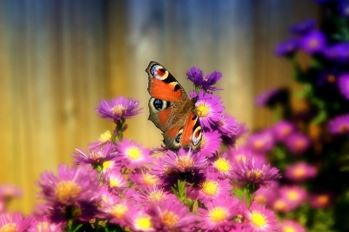 Butterfly 4