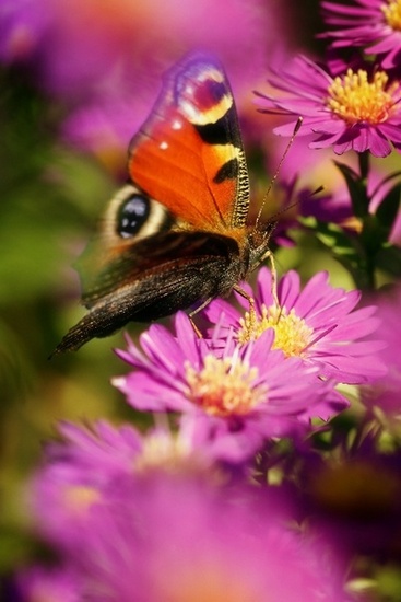 Butterfly 3