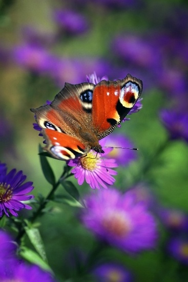 Butterfly 2