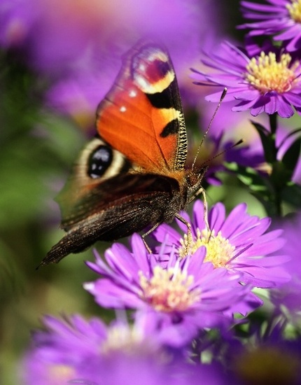 Butterfly 1